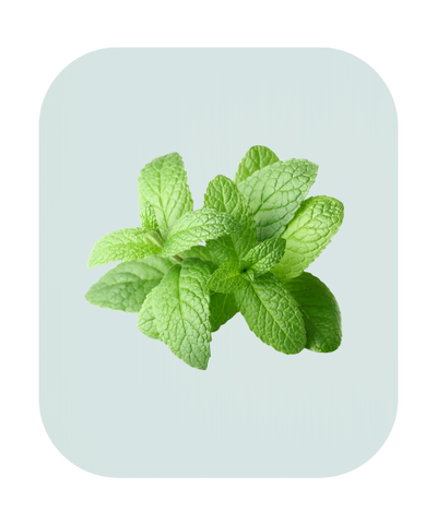 Peppermint