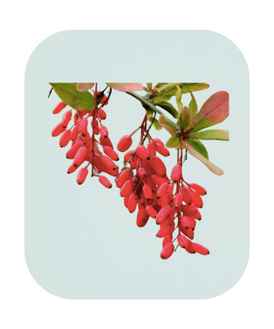 Berberine